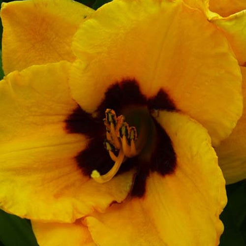 Hemerocallis Blackberry Candy Eintagslilie - Bakker