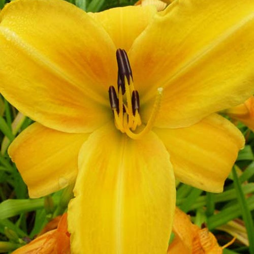 Taglilie Chicago Sunrise - Bakker