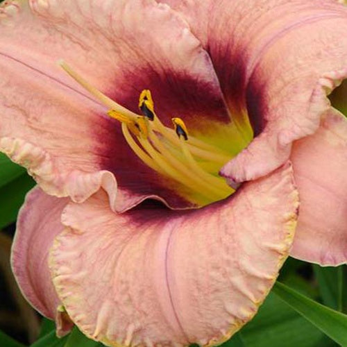Hemerocallis Daring Dilemma Lilie eines Tages - Bakker