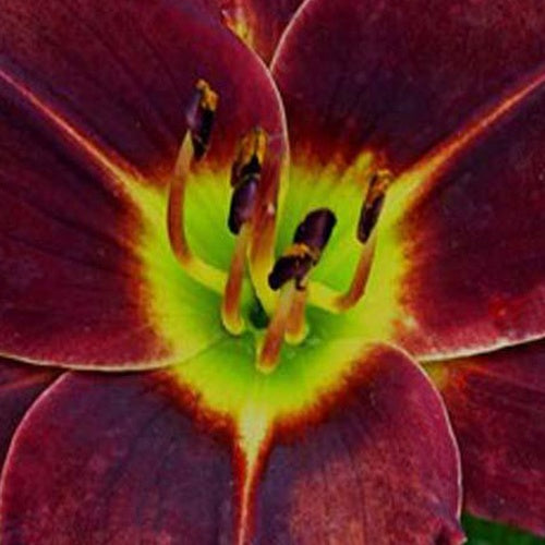 Hemerocallis Doc Holiday Lilie eines Tages - Hemerocallis doc holliday - Gartenpflanzen