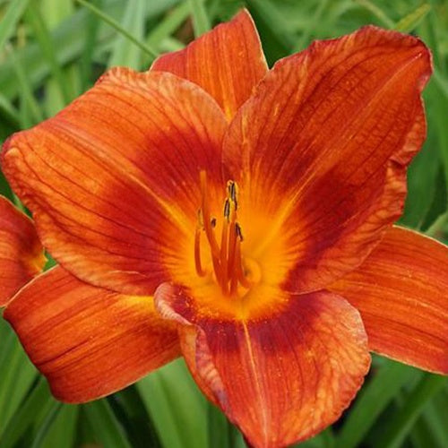 Hemerocallis Holiday Delight Eintagslilie - Bakker