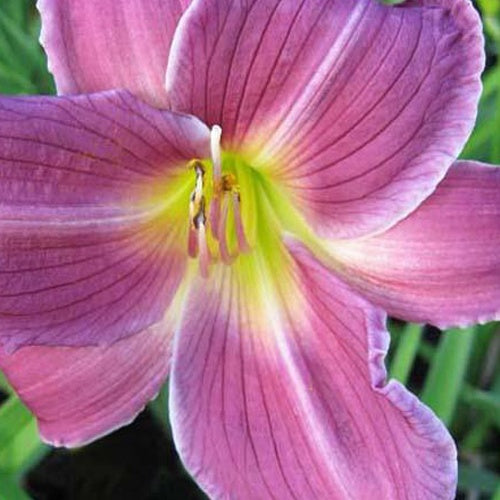 Hemerocallis Indian Giver Lilie eines Tages - Hemerocallis indian giver - Gartenpflanzen