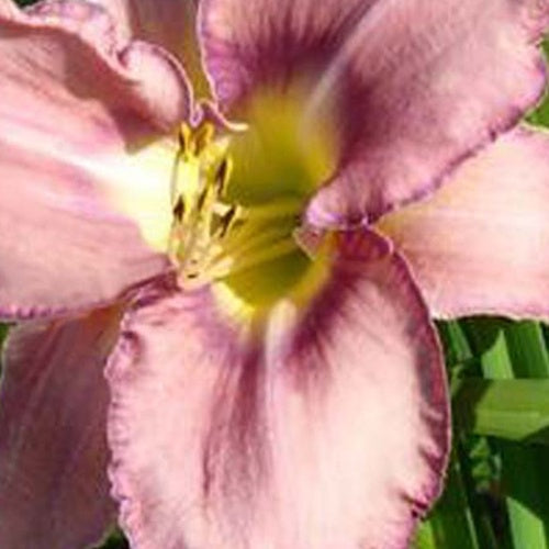 Hemerocallis Mildred Mitchell Lilie für einen Tag - Bakker