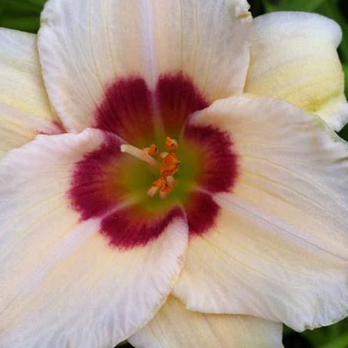 Hemerocallis Pandora's Box Lilie eines Tages - Bakker