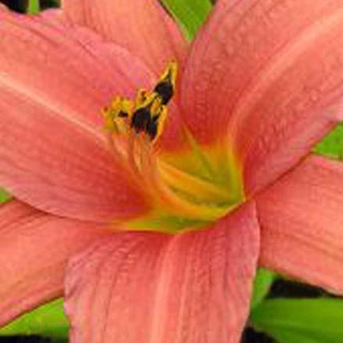 Hemerocallis Pink Charm Lilie eines Tages - Hemerocallis pink charm - Gartenpflanzen