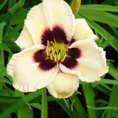Hemerocallis Piano Man Lilien für einen Tag - Bakker