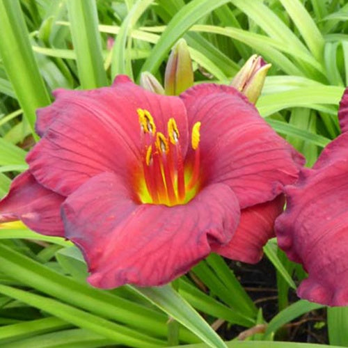 Hemerocallis Regency Dandy Lilie eines Tages - Bakker