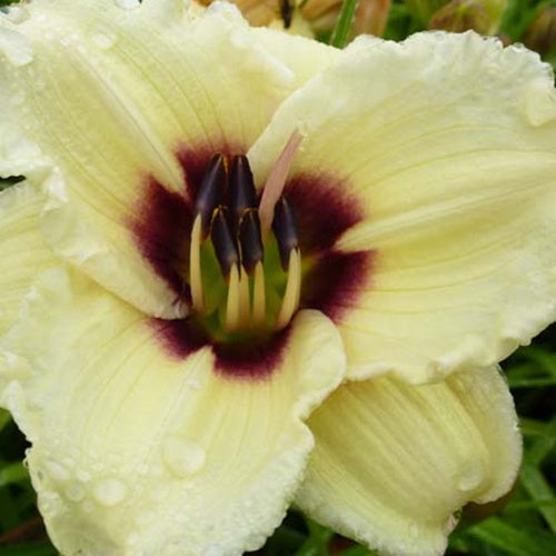 Hemerocallis Snowy Eyes Lilie eines Tages - Hemerocallis snowy eyes - Gartenpflanzen