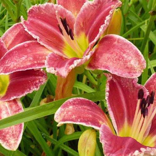 Hemerocallis Startle' Startle Eintagslilie - Bakker