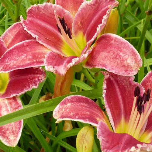 Hemerocallis Startle' Startle Eintagslilie - Hemerocallis startle - Gartenpflanzen