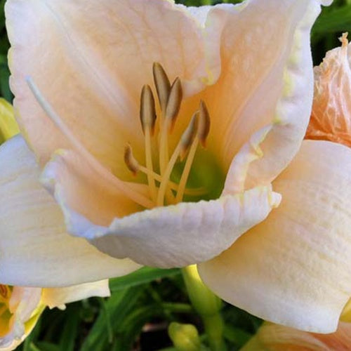 Hemerocallis White Temptation Eintagslilie - Hemerocallis white temptation - Gartenpflanzen