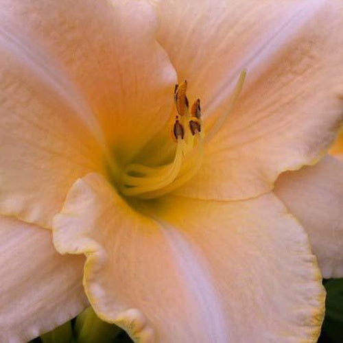 Hemerocallis Serena Sunburst Eintagslilie - Hemerocallis serena sunburst - Gartenpflanzen