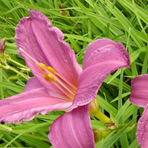 Hemerocallis Summer Wine Lilie eines Tages - Bakker
