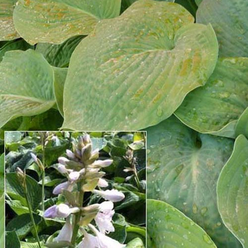 Hosta Bressingham blue Funkia - Bakker