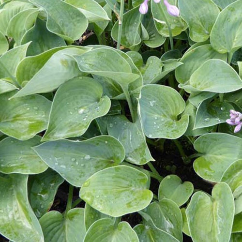 Hosta Blue Cadet Funkia - Hosta blue cadet - Gartenpflanzen