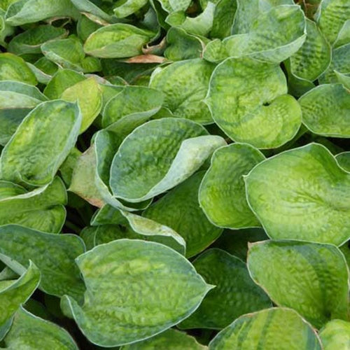 Hosta Blue Shadows Funkia - Hosta blue shadows - Gartenpflanzen