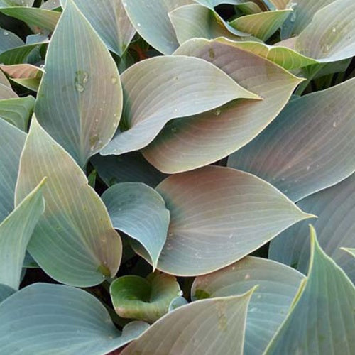 Hosta Canadian Blue Funkia - Hosta canadian blue - Gartenpflanzen