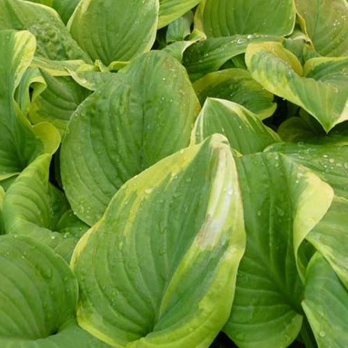 Hosta Fragrant Strauß Funkia - Hosta fragrant bouquet - Gartenpflanzen