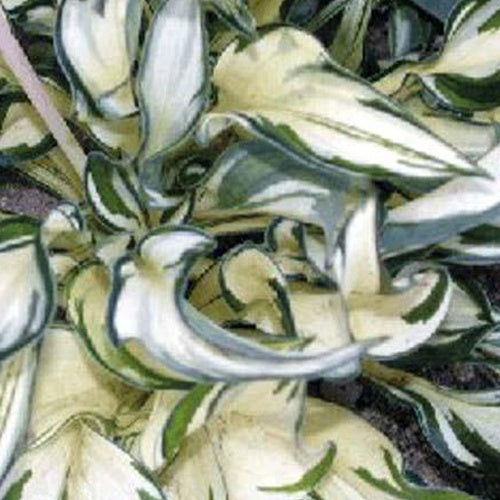 Hosta Fireworks Funkia - Bakker