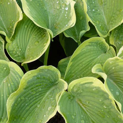 Hosta American Halo Funkia - Bakker