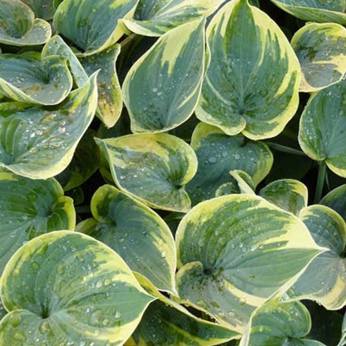 Hosta Aristocrat Funkia - Bakker