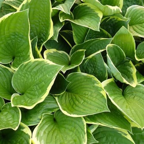 Hosta Aureomarginata Funkia - Bakker