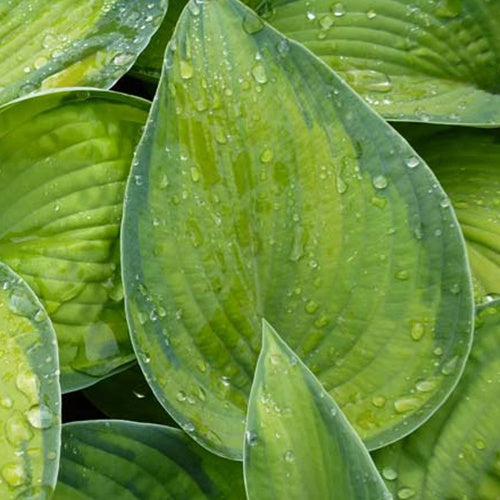 Hosta Bright Lights Funkia - Hosta hybride bright lights - Gartenpflanzen