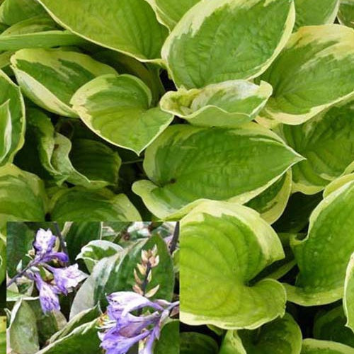 Hosta Delta Dawn Funkia - Hosta delta dawn - Sträucher und Stauden