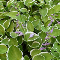 Hosta Diamon Tiara Funkia - Hosta diamond tiara - Gartenpflanzen