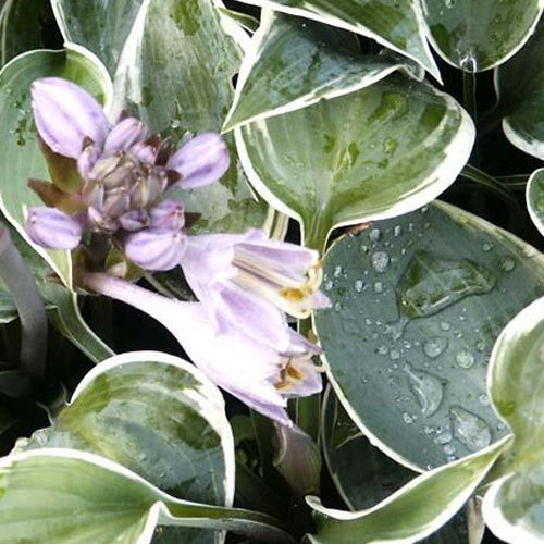 Hosta El Nino Funkia - Bakker