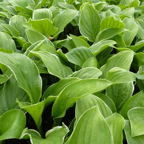 Hosta Fragrant Fire Funkia - Bakker