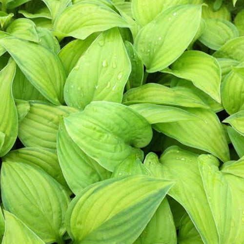 Hosta Guacamole Funkia - Bakker