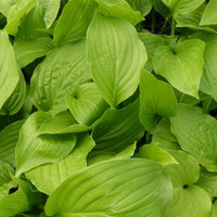 Hosta Hadspen Weiße Funkie - Hosta hadspen white - Gartenpflanzen