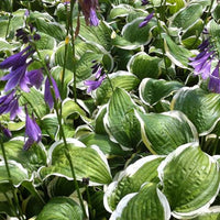 Hosta Koriyama Funkia - Hosta koriyama - Gartenpflanzen