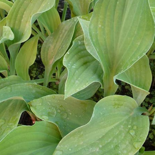Hosta Krossa Regal Funkia - Bakker