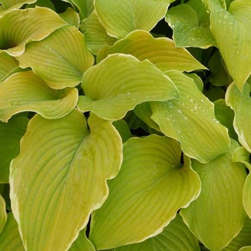 Hosta Lakeside Cha Cha Funkia - Hosta hybride lakeside cha cha - Gartenpflanzen