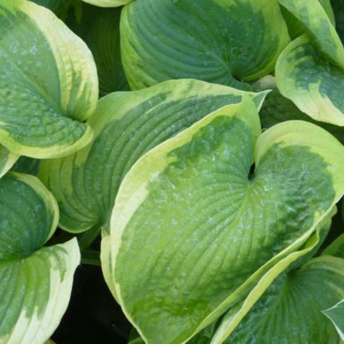 Hosta Olive Bailey Langdon Funkia - Bakker