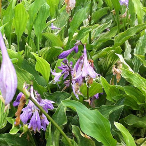 Hosta Out House Delight Funkia - Hosta out house delight - Gartenpflanzen