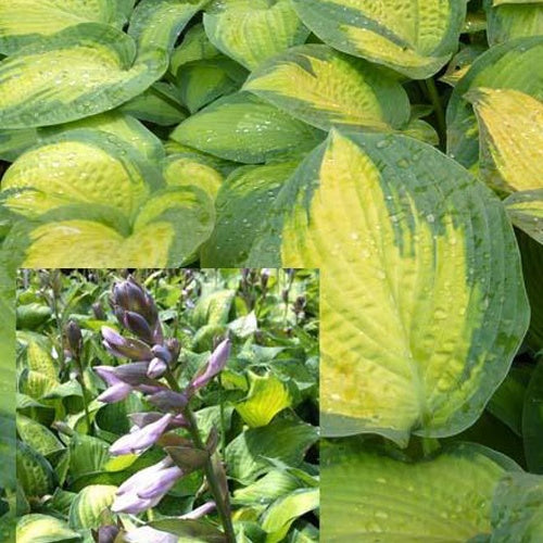 Hosta Paul's Glory Funkia - Hosta hybride pauls glory - Gartenpflanzen