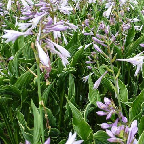 Hosta Praying Hands Funkia - Bakker