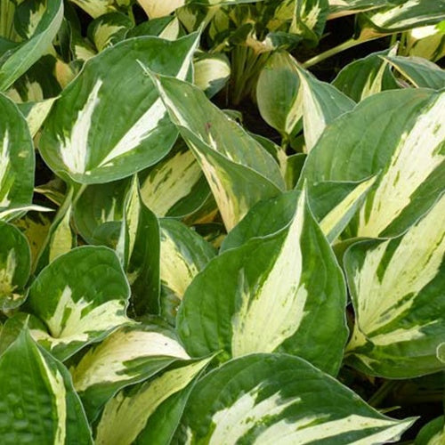 Hosta Revolution Funkia - Hosta hybride revolution - Gartenpflanzen