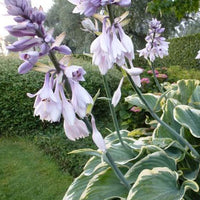 Hosta Sagae Funkia - Hosta hybride sagae (fluctuans variegated) co 3 - Gartenpflanzen