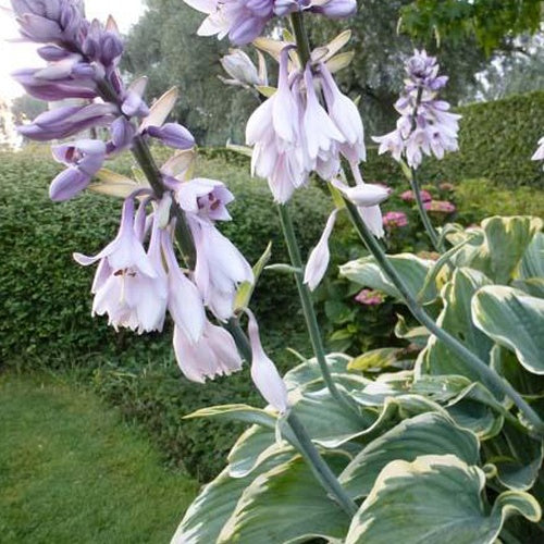 Hosta Sagae Funkia - Bakker