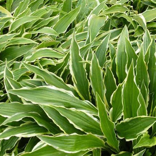 Hosta Stiletto Funkia - Hosta hybride stiletto - Gartenpflanzen