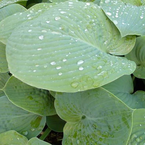 Hosta True Blue Funkia - Bakker