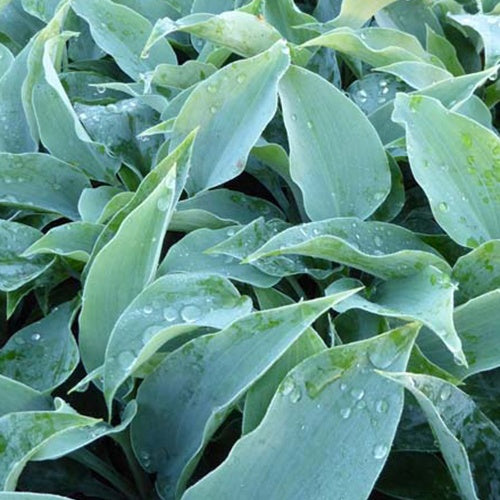 Hosta Titanium Funkia - Bakker