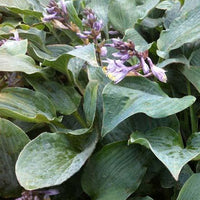 Hosta Winfield Blue Funkia - Hosta hybride winfield blue - Sträucher und Stauden