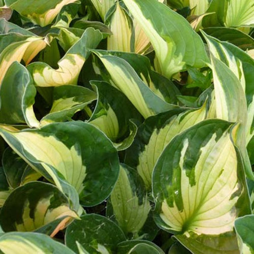 Hosta Whirlwind Funkia - Bakker