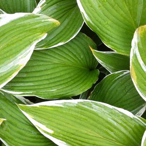 Hosta White On Funkia - Bakker