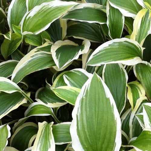 Hosta Yellow Splash Rim Funkia - Bakker